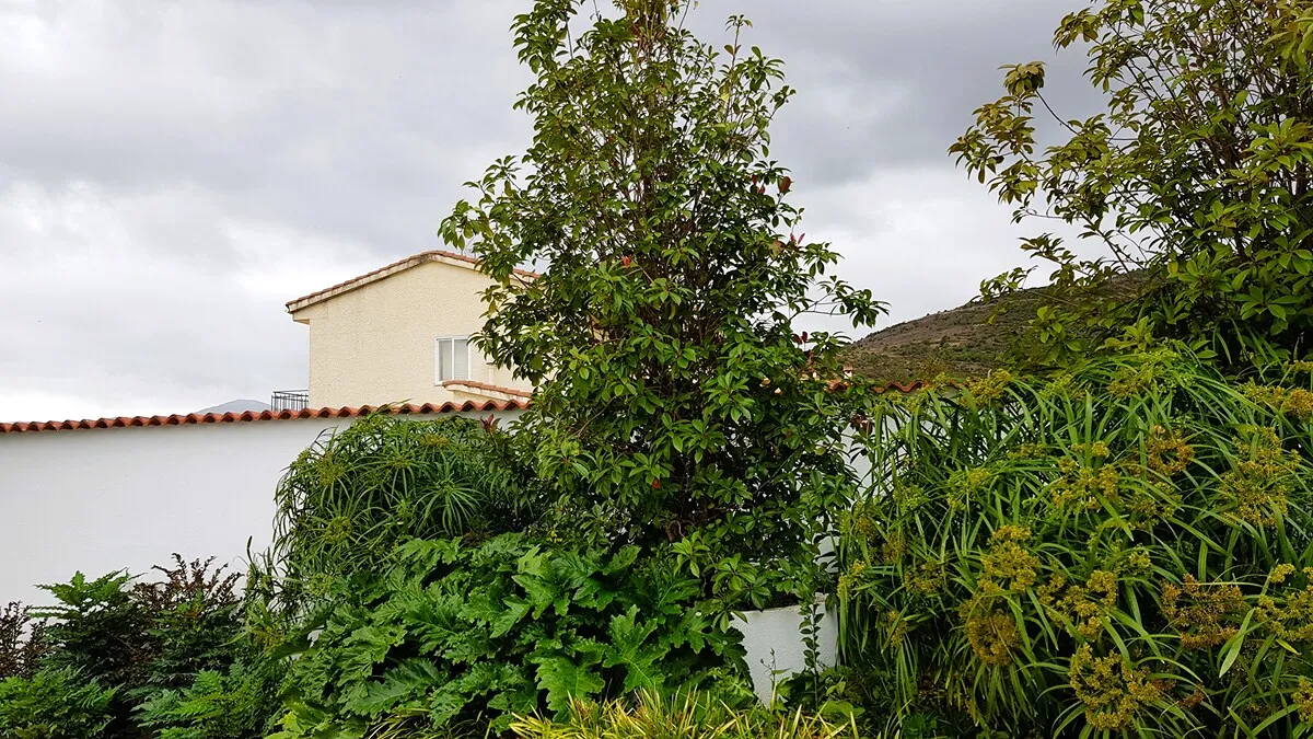 El jardín de cebreros final (3)