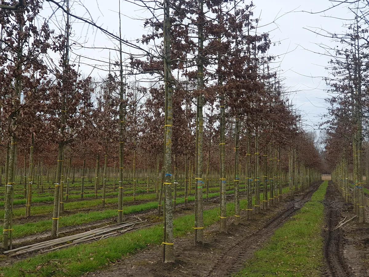 The geometric land tÉcnico (2)