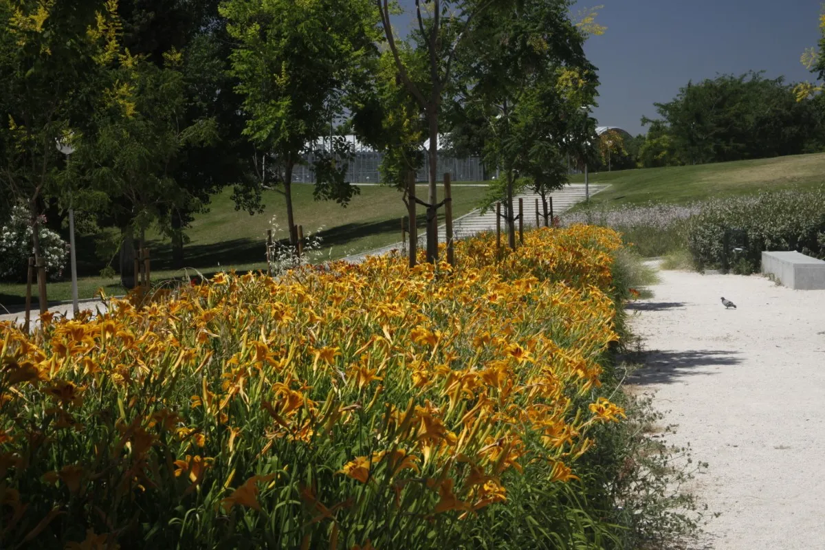 Parque de los pinos final (11)