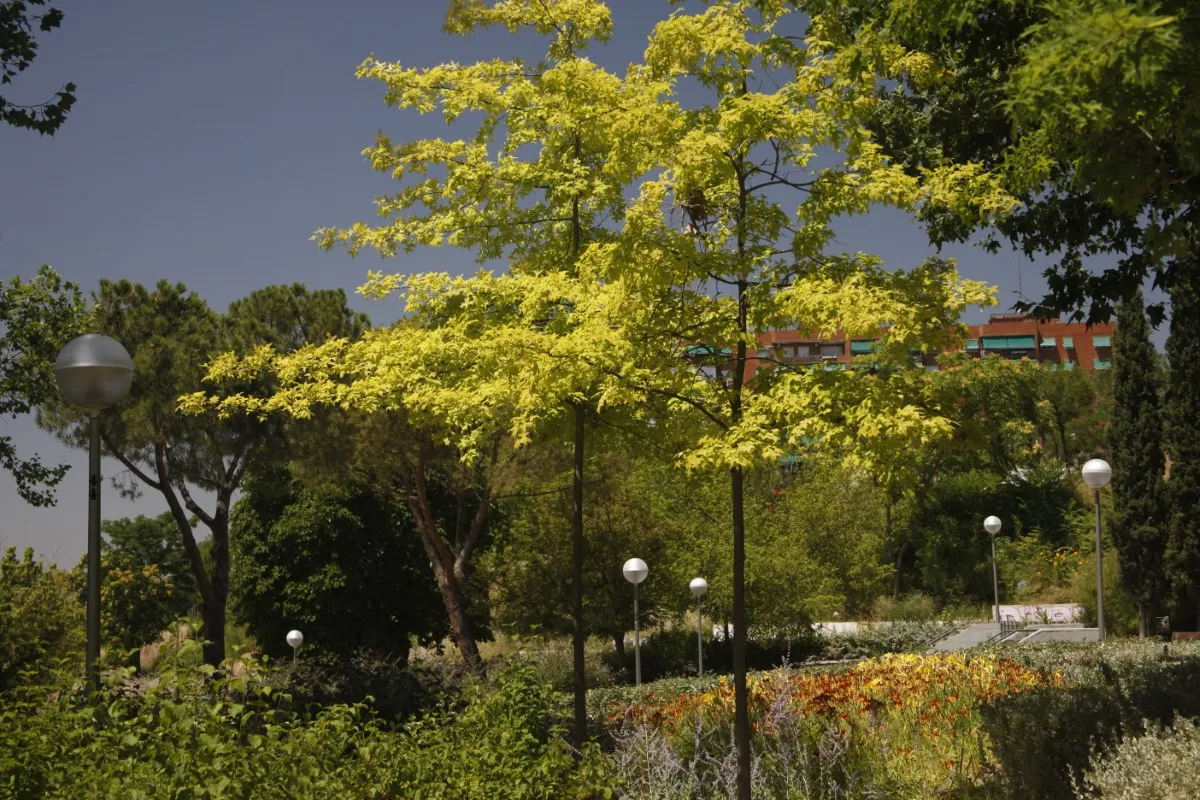 Parque de los pinos final (9)