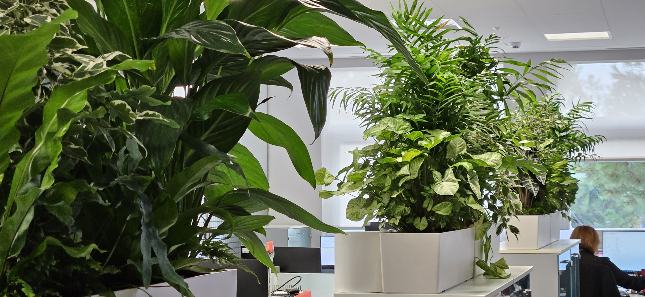 Interior oficinas jardineras naturales (13)