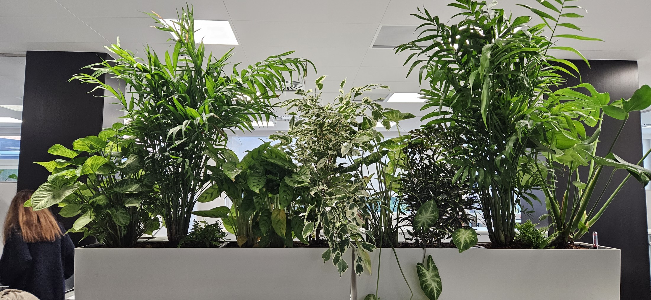 Interior oficinas jardineras naturales (14)