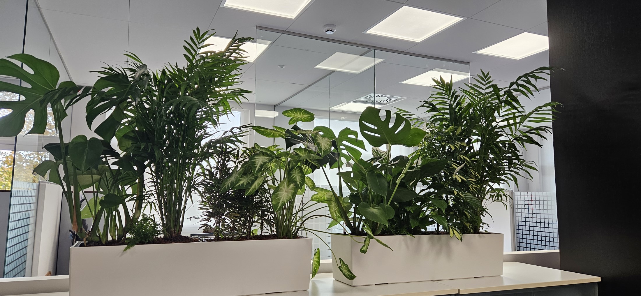 Interior oficinas jardineras naturales (15)