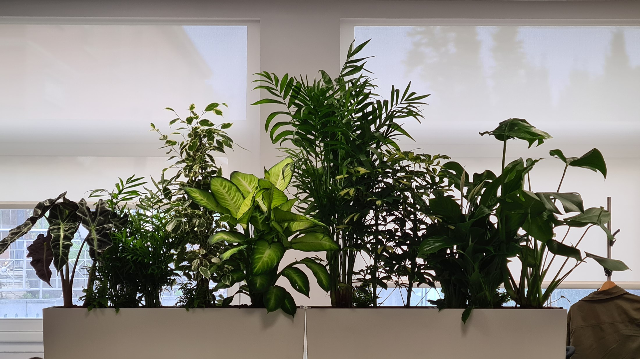 Interior oficinas jardineras naturales (7)
