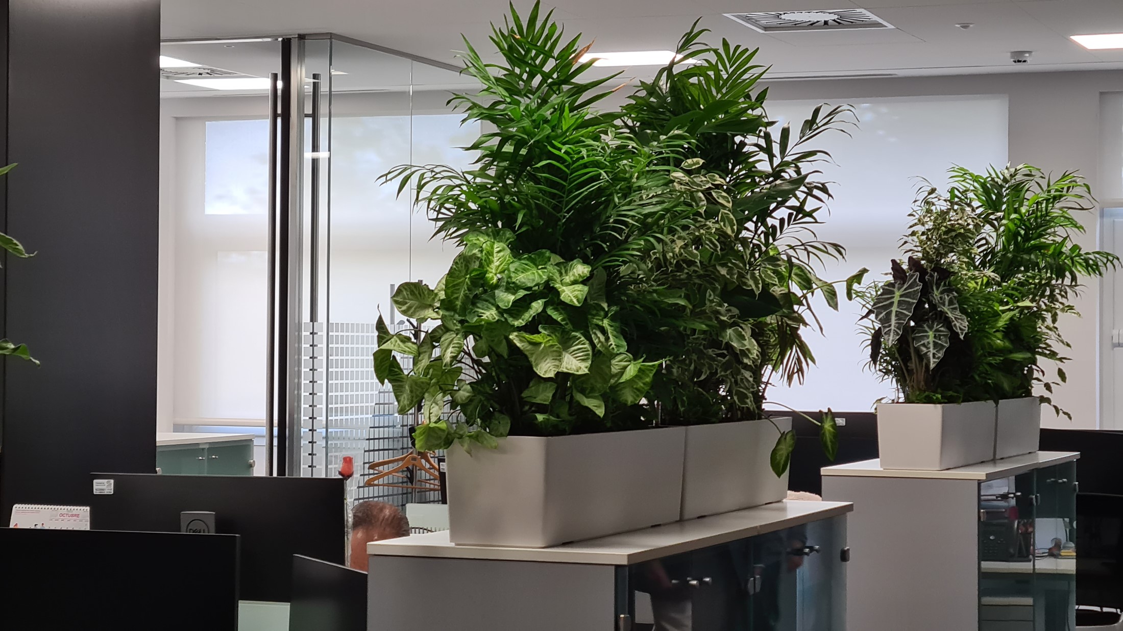 Interior oficinas jardineras naturales (8)