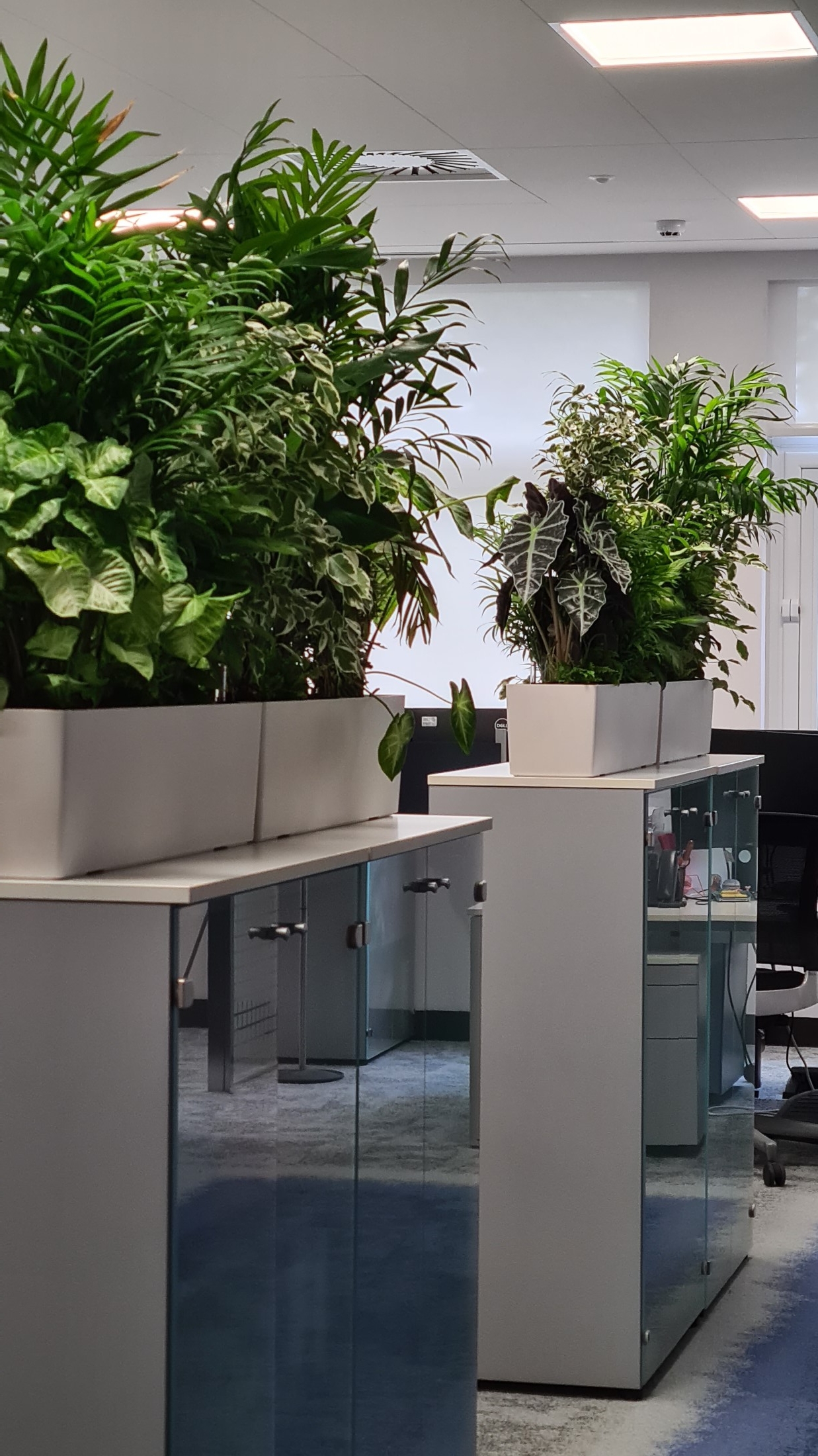 Interior oficinas jardineras naturales (9)